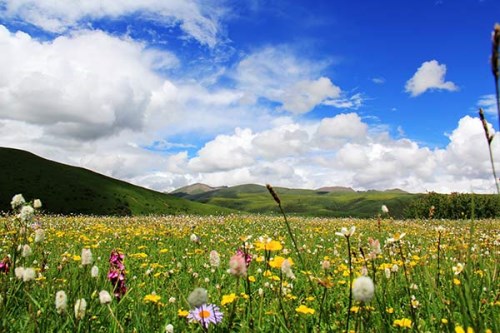 有跟團(tuán)去若爾蓋花湖的團(tuán)嗎,若爾蓋花湖幾月去最好